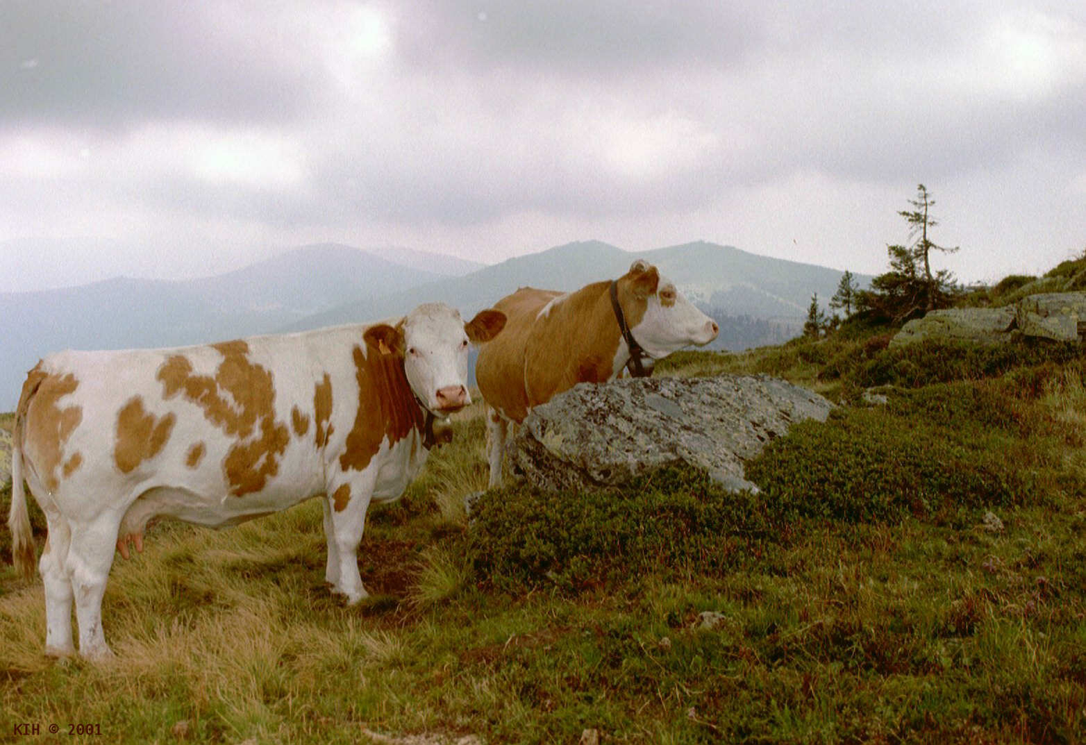 Two Cows on Hill [AT 2001]   KIH